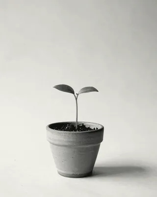 A seedling with two leaves growing from a clay pot.
